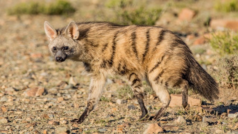 Aardwolf