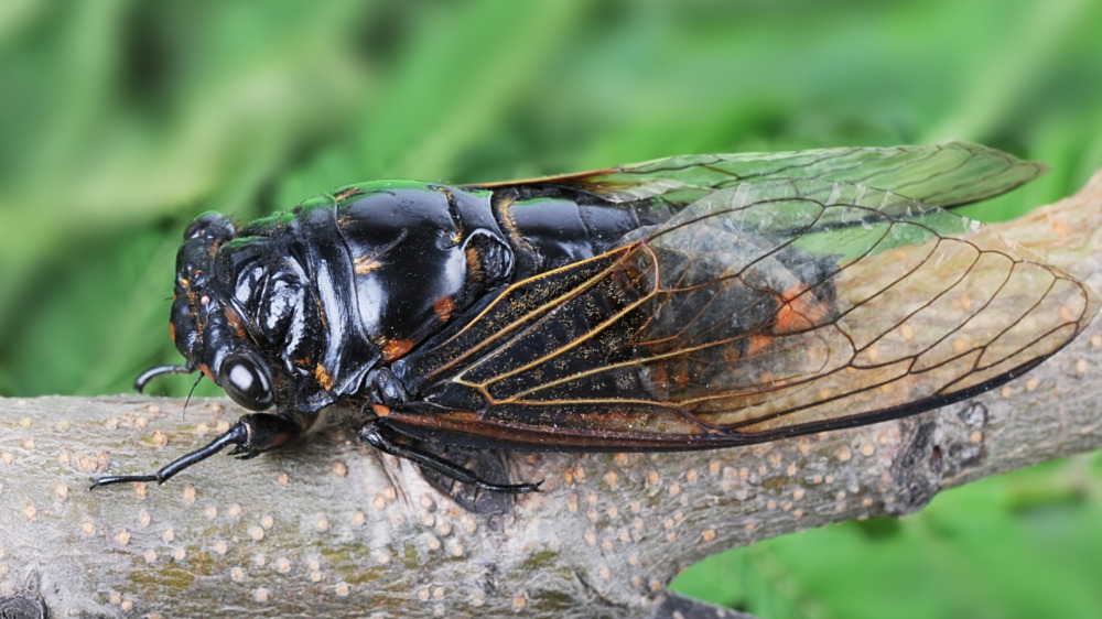 Cicada on a limb
