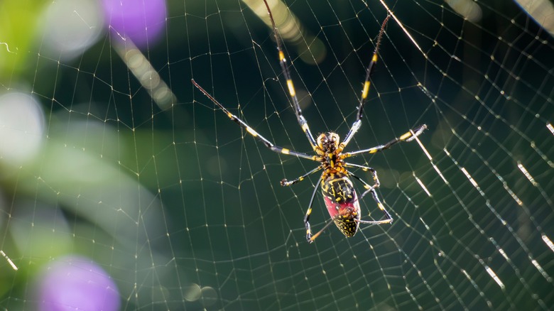 Joro spider, web