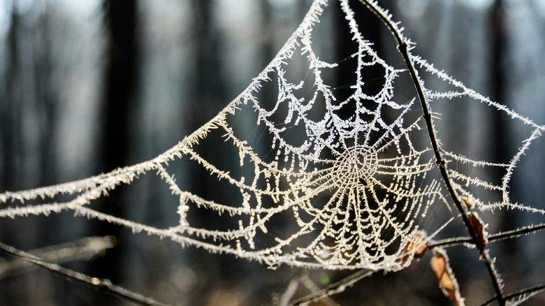 Frozen spider web