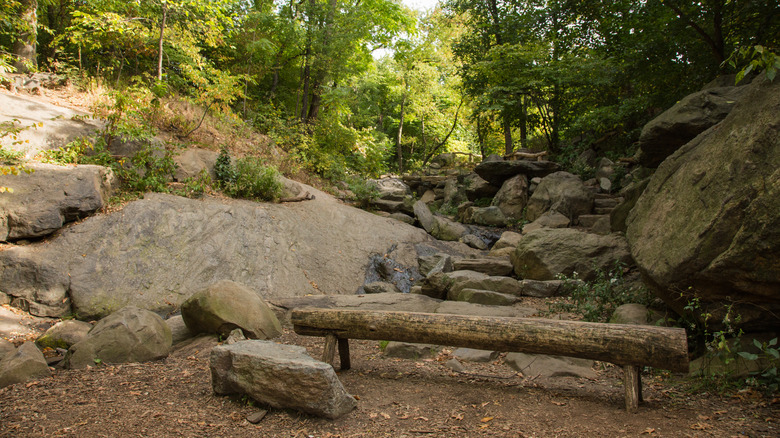 Central Park's Ramble section