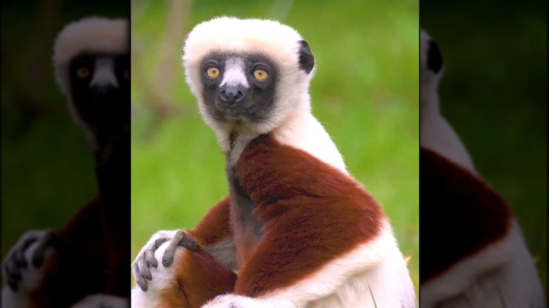 Chester Zoo's dancing lemurs