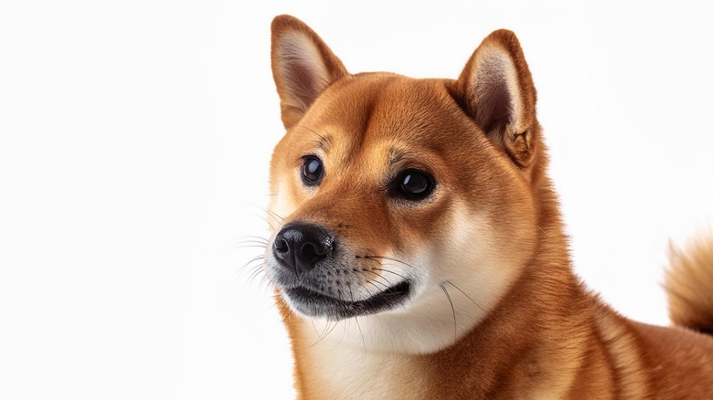 Shiba Inu dog on white background