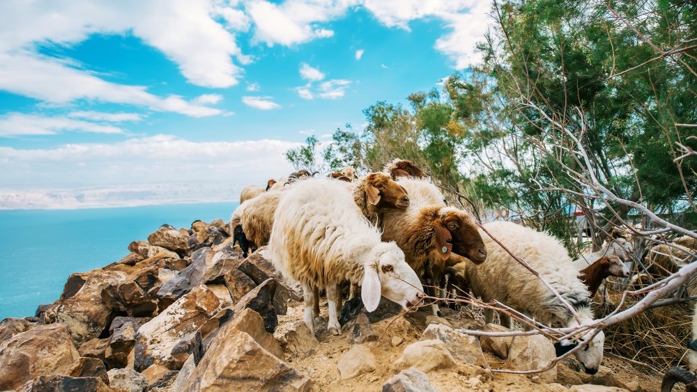 dead sea and sheep