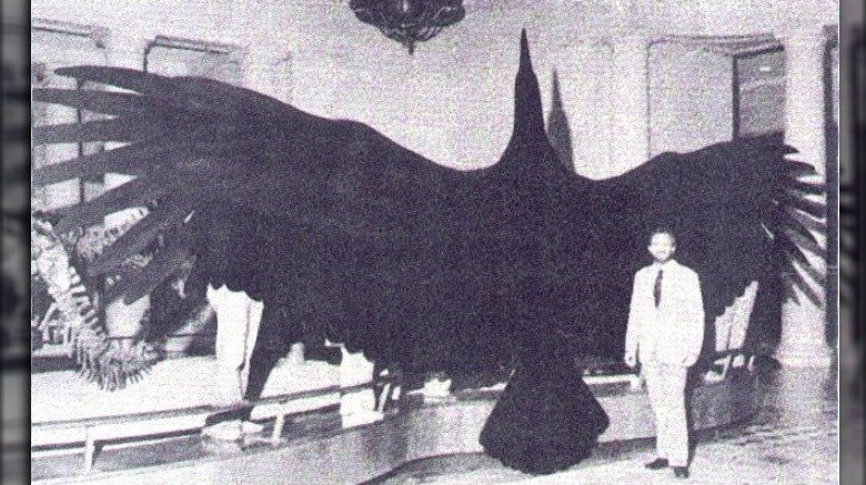 Argentavis magnificens in museum display