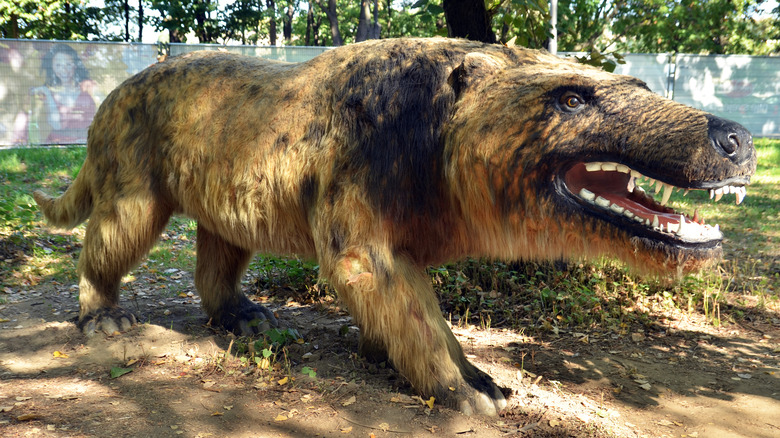 Museum model of Andrewsarchus