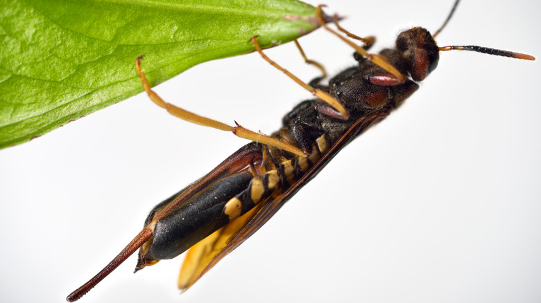 A modern horntail wood wasp on green leaf