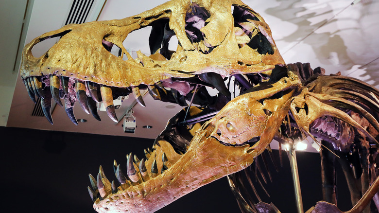 T-Rex skull with jaws open