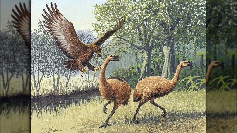 illustration of Haast's Eagle flying