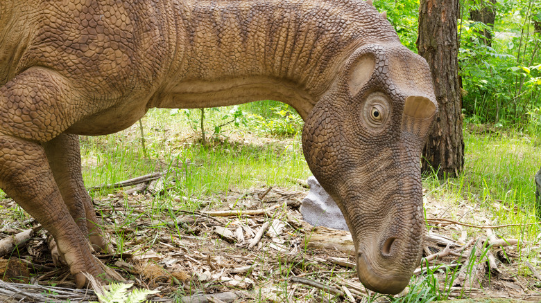 Dinosaur-like Maiasaura grazing ground