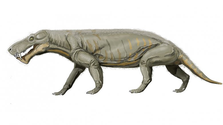 illustration of Gorgonops