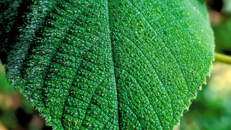 Leaf from Australia's Gympie-Gympie stinging tree