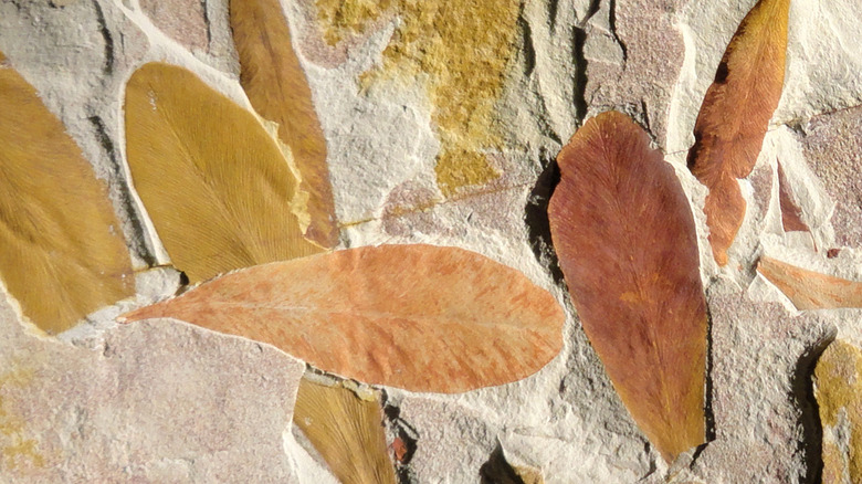 Fossilised glossopteris leaves