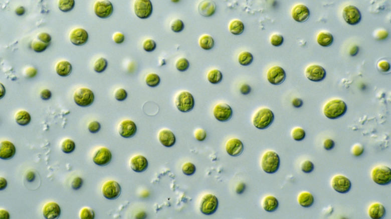 Microscope image of algae cells