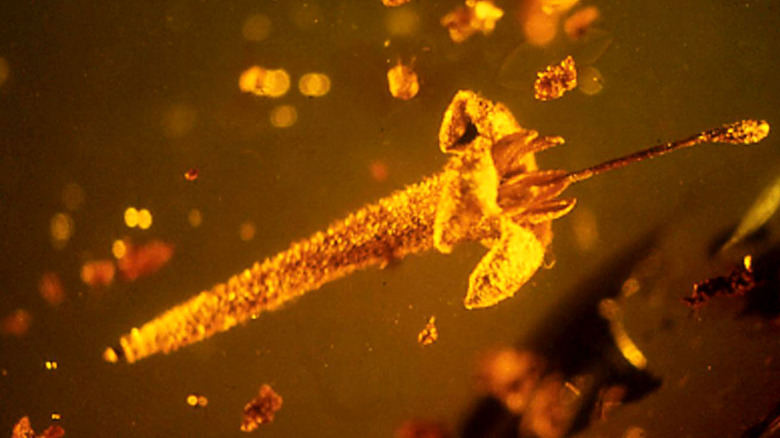 Strychnos electri flower fossil in amber