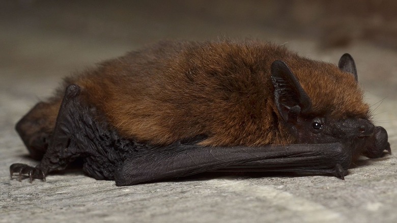 Pipistrelle bat