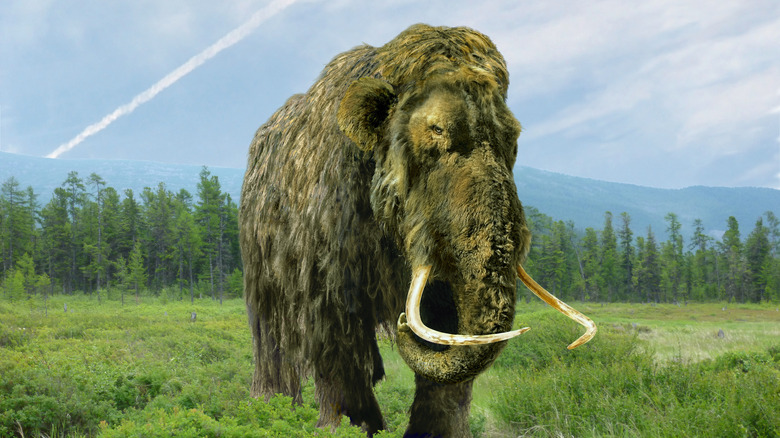 Woolly mammoth