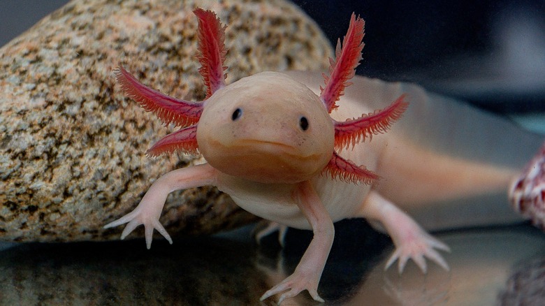 axolotl in the water