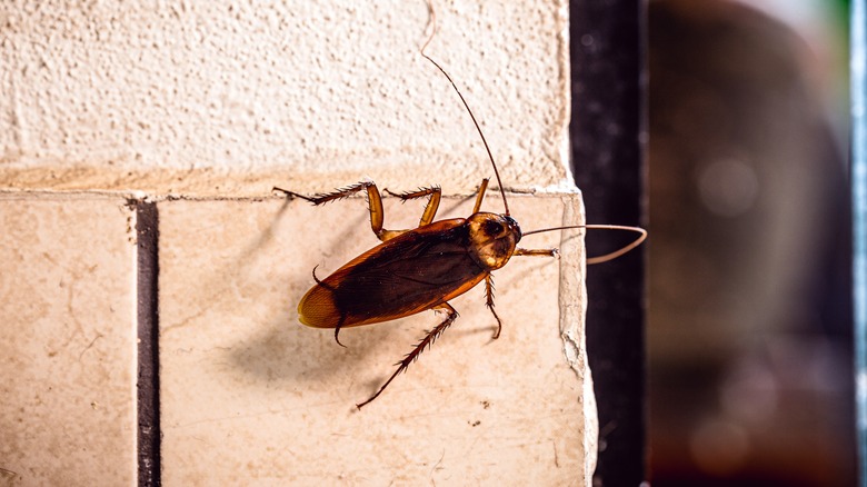 cockroach on a wall