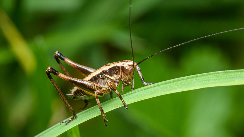 cricket on a blade of grass