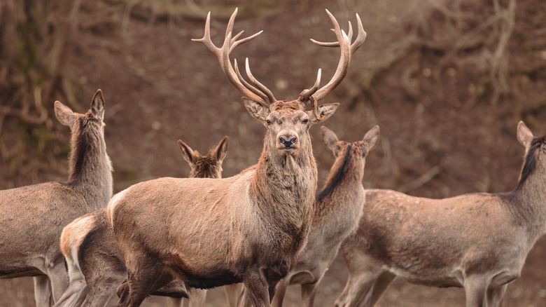 a bunch of deer