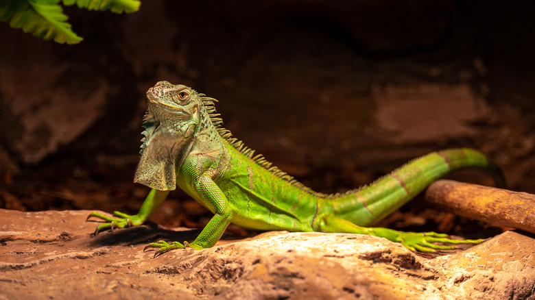 green iguana sunning