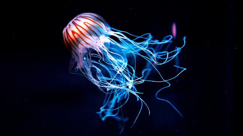 jellyfish in the ocean