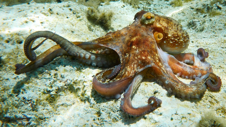 octopus on sea floor
