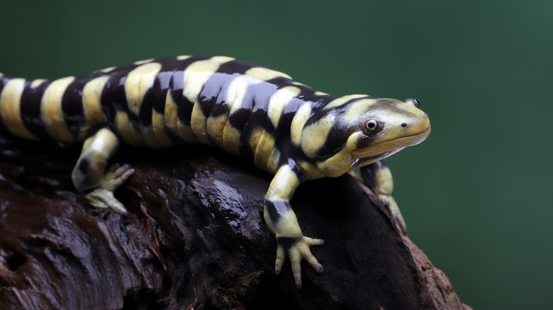 salamander on a rock