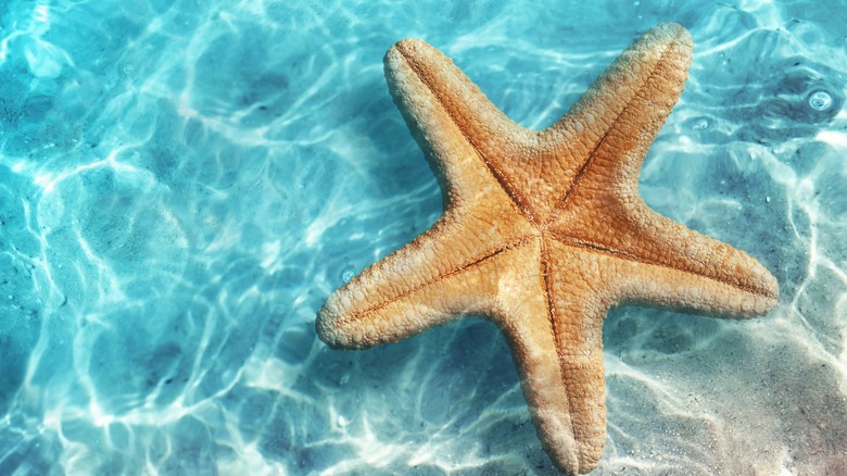 sea star in water