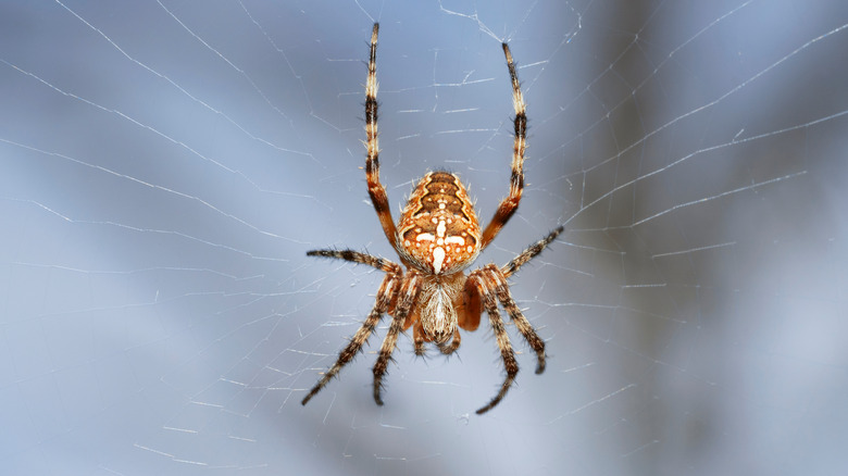 spider in a web