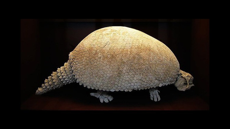 A fossil of a Glyptodon