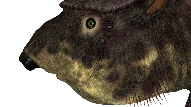 Recreation of a Glyptodon close-up