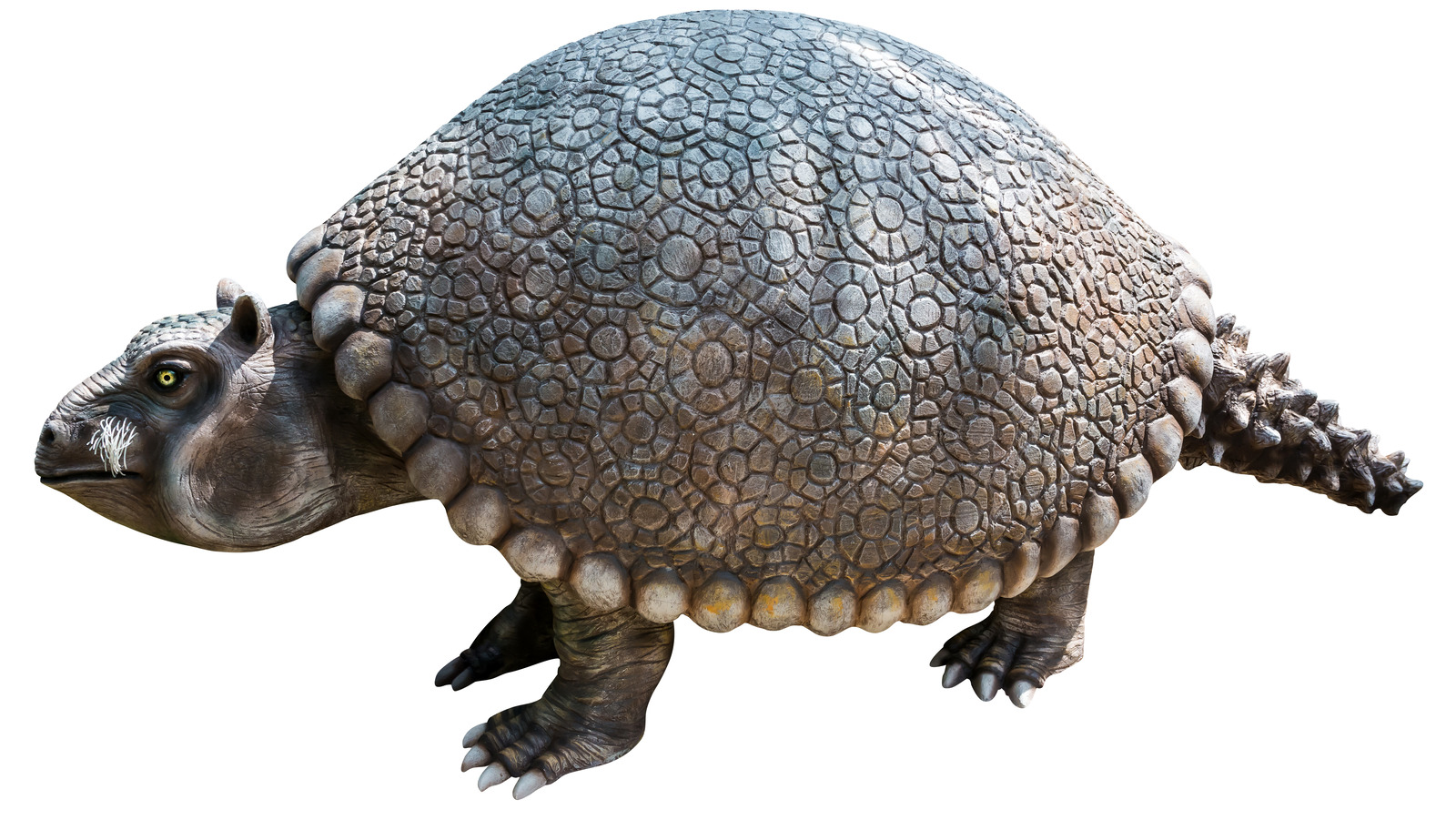  A giant armadillo-like prehistoric Glyptodon fossil isolated on a white background.