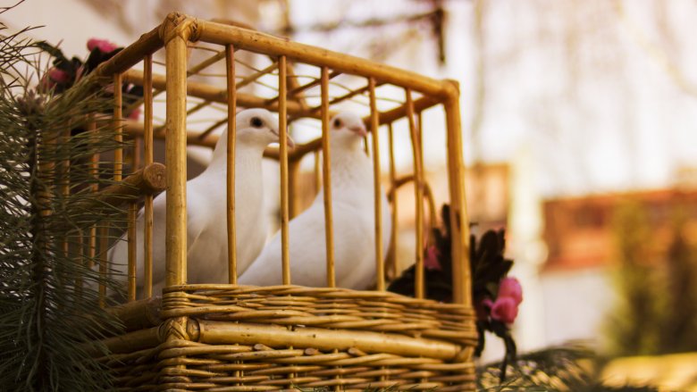 birds in cage