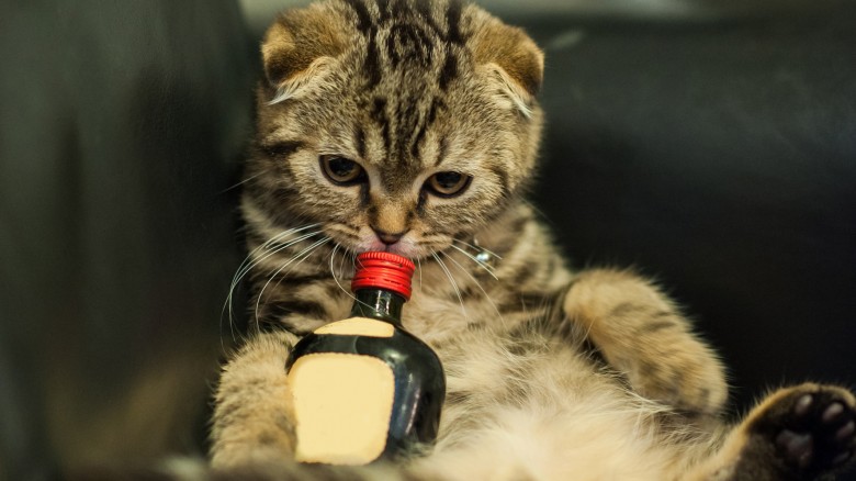 cat drinking hangover