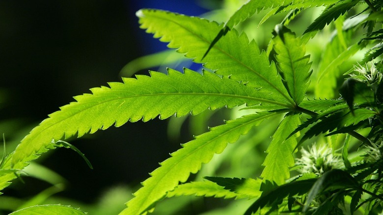 Close-up bright green marijuana leaf