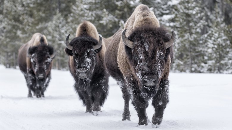 bison