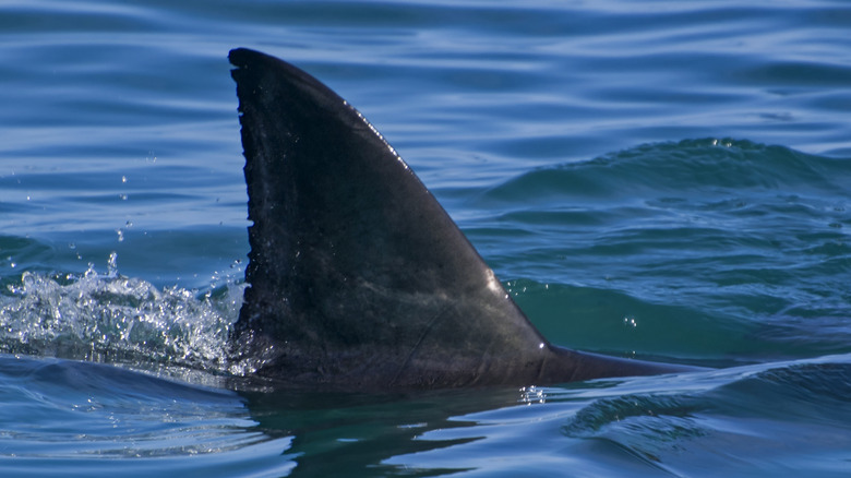 shark fin visible over water