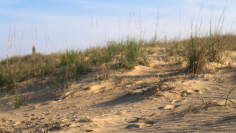 beach dunes with brush