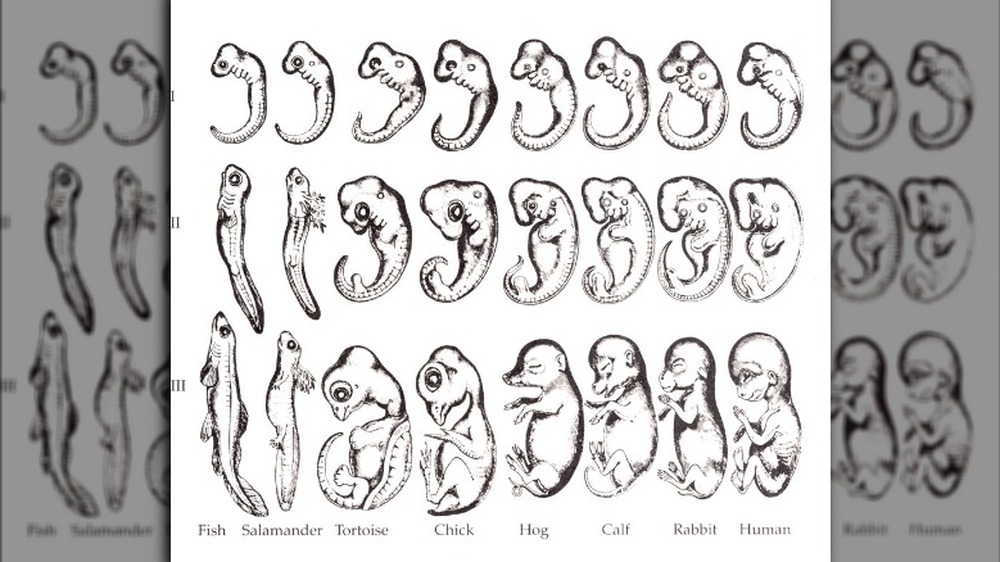 embryo stages