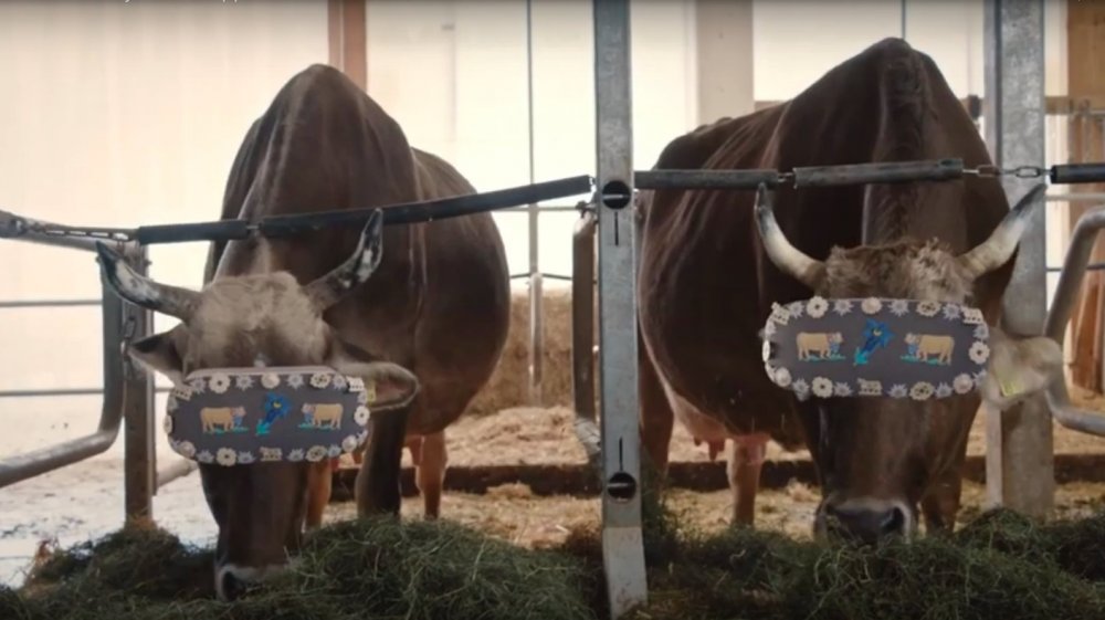 Test Headsets To Show Cows Greener Pastures