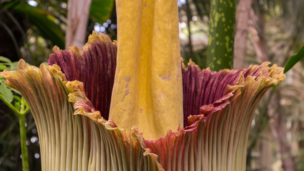 The corpse flower