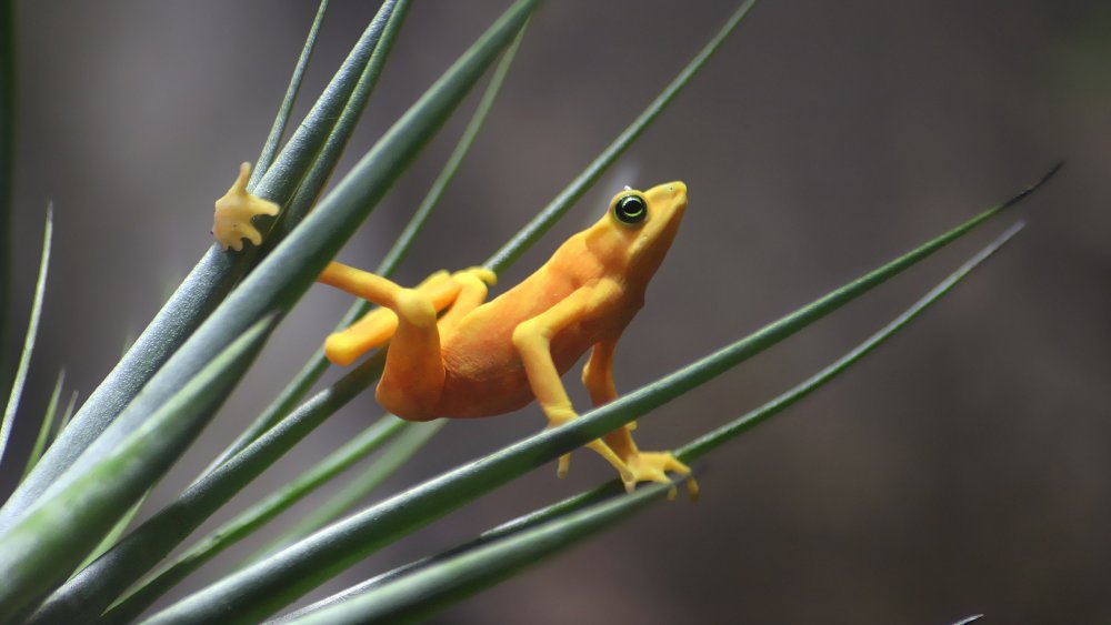 Panamanian golden frog