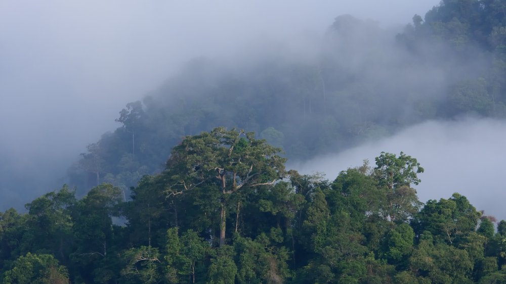 amazon rain forest