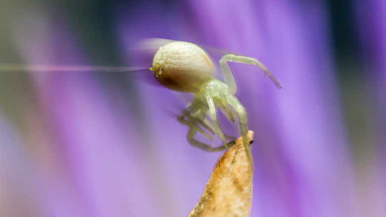 spiderling ballooning