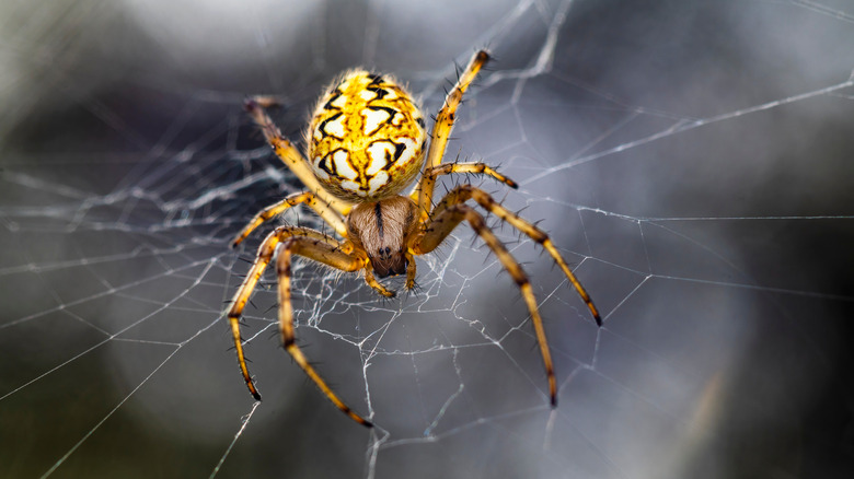 big yellow spider