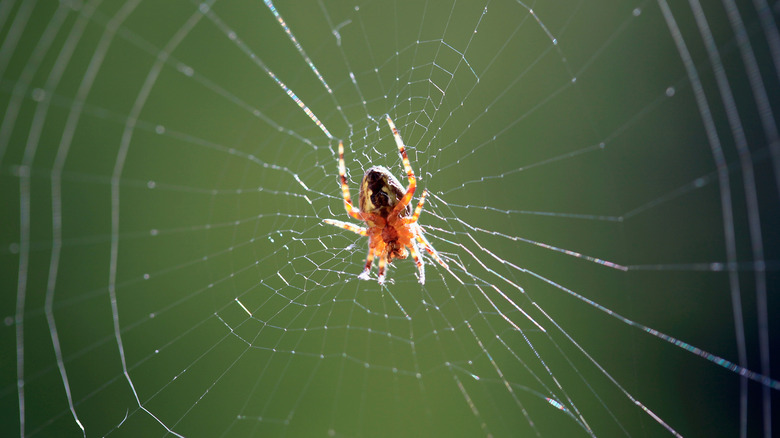 garden spider in web