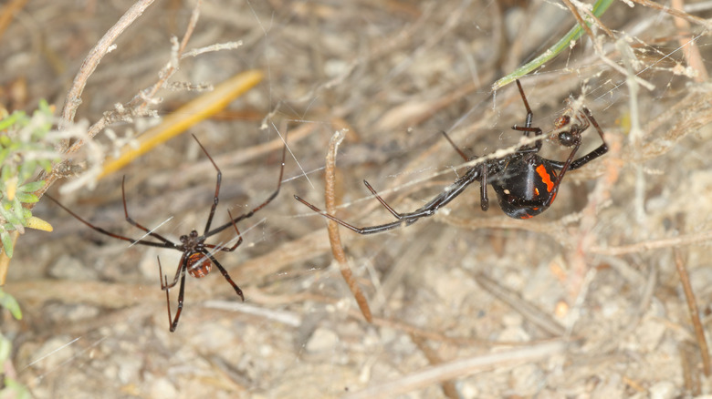 black widow spiders courtship in webs