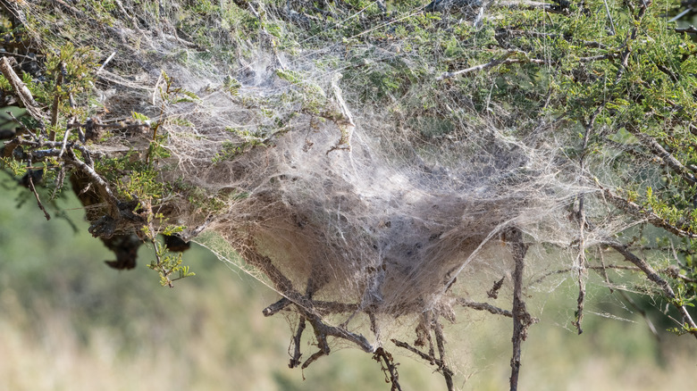 social spider nest